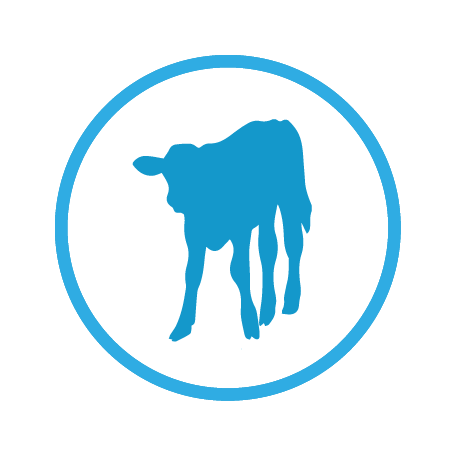 See Calf Feeding