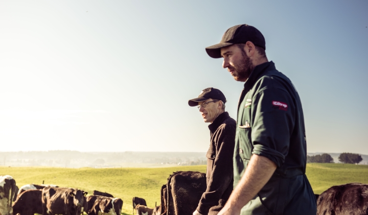 Fonterra farmers at a field with cows