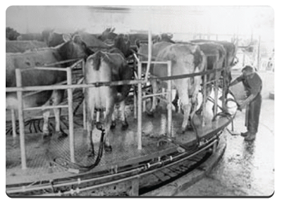 Fonterra New Zealand's History of Dairy Innovation