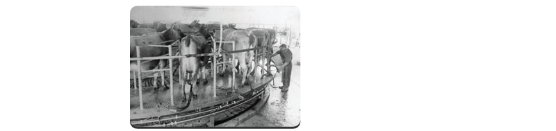Fonterra New Zealand's History of Dairy Innovation